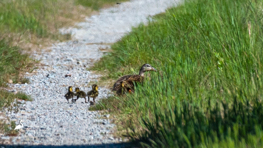 Mottled Duck Family
